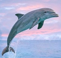 Dolphin Breaching the Water 