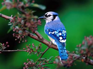 Blue Jay 